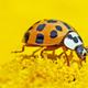 Asian lady beetle.
